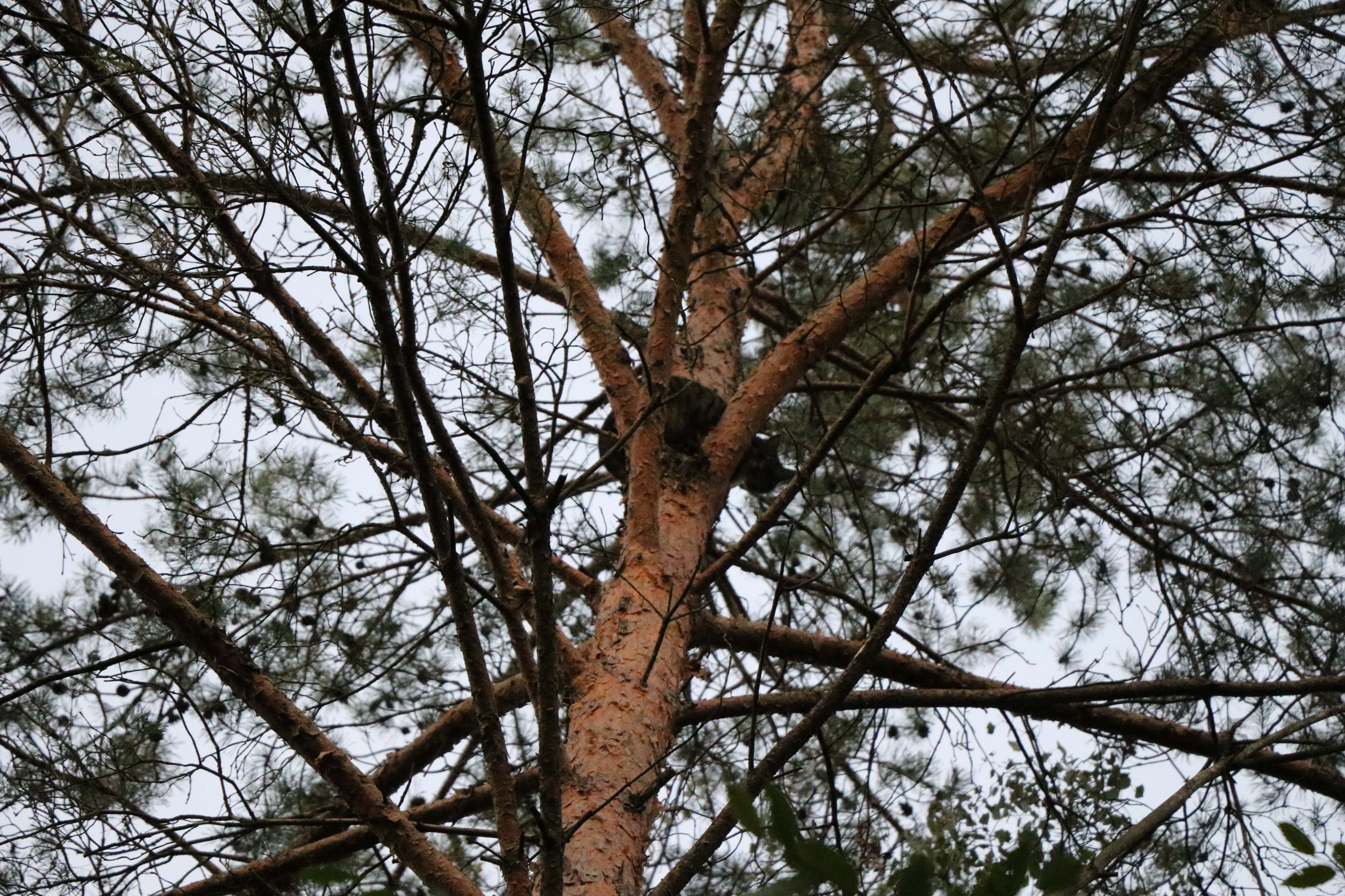 05.10.18 - Einsatz: Katze auf Baum