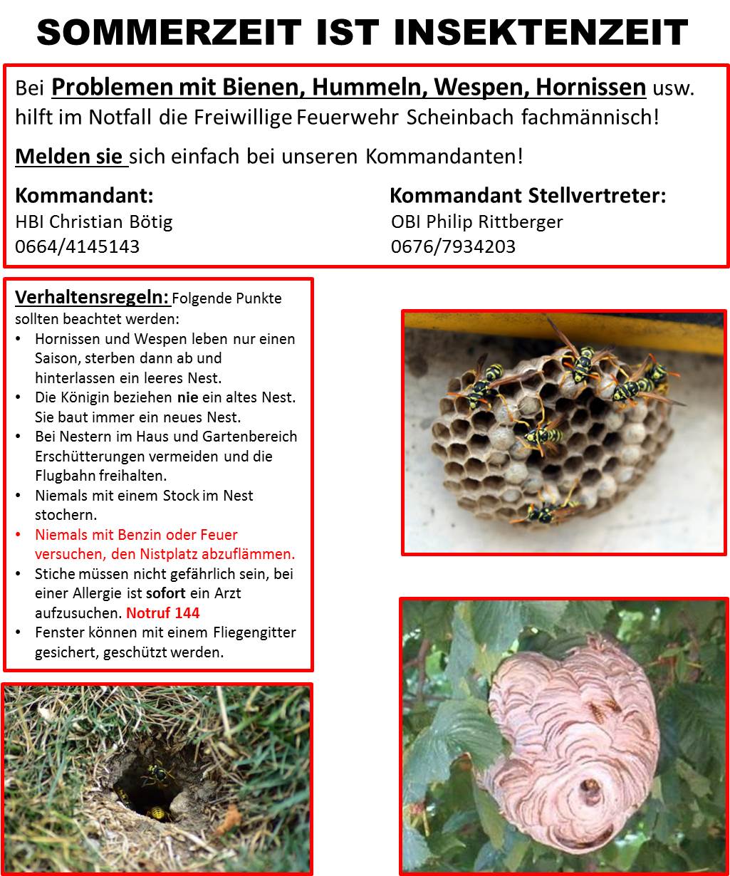 Wespeninfo