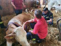 tierrettung-schweingach1 tierrettung-schweingach1