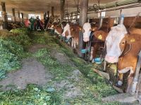 tierrettung-schweingach2 tierrettung-schweingach2