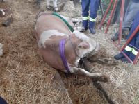 tierrettung-schweingach7 tierrettung-schweingach7